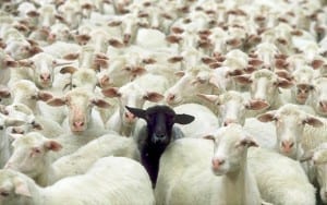 Picture showing one black sheep among many white sheep