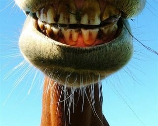 Picture of a horse's mouth. Straight from the horse's mouth